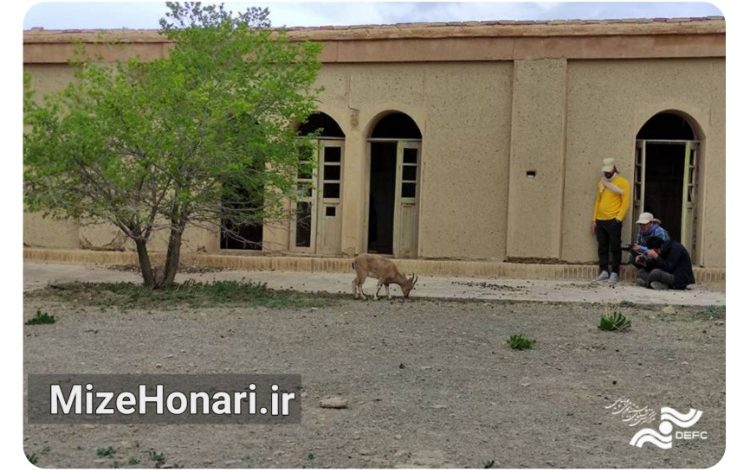 «سایه سلطان» در جشنواره مستند روسیه جایزه گرفت